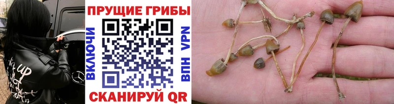 Псилоцибиновые грибы ЛСД  Каневская 